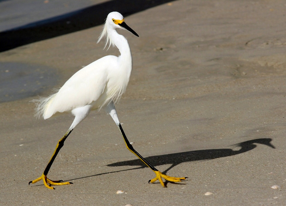 Jazzleather Naples Florida Birds on the Beach
