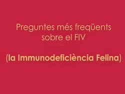 La Immunodeficiència Felina (FIV)