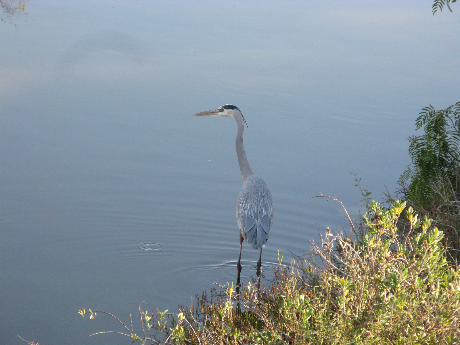On to Texas Birds of Corpus Christi