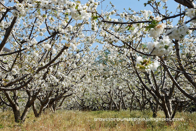 Jerte Valley - Cherry blossoms