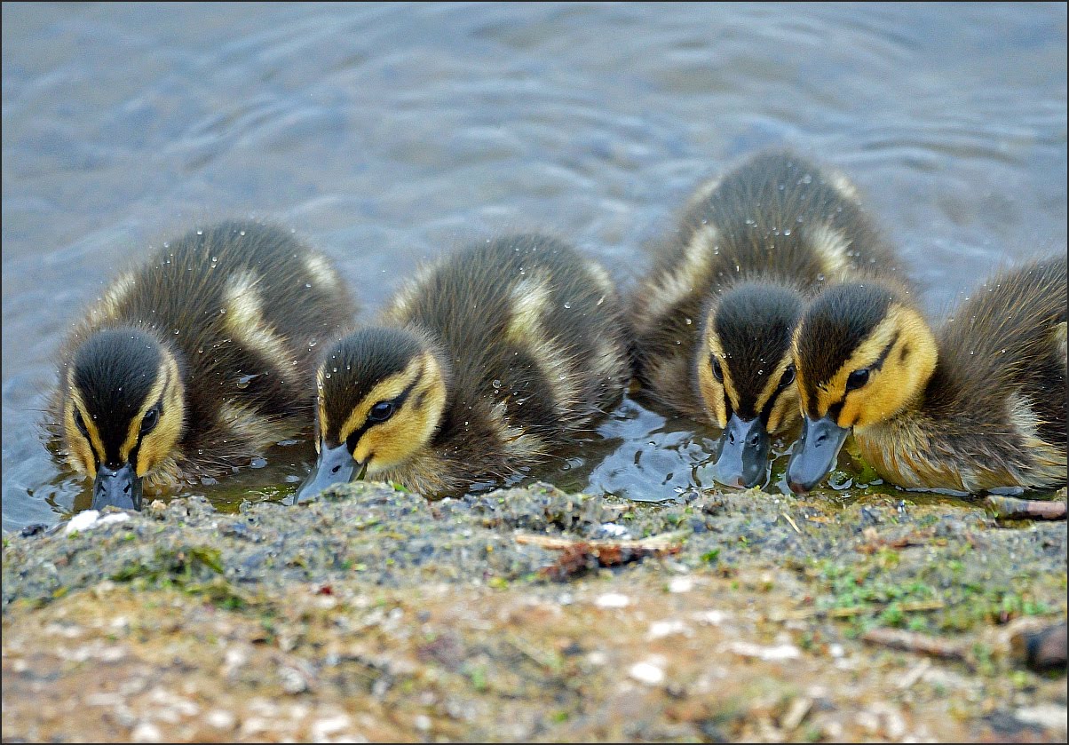 AVON BIRDS 170519 Friday Purple Heron