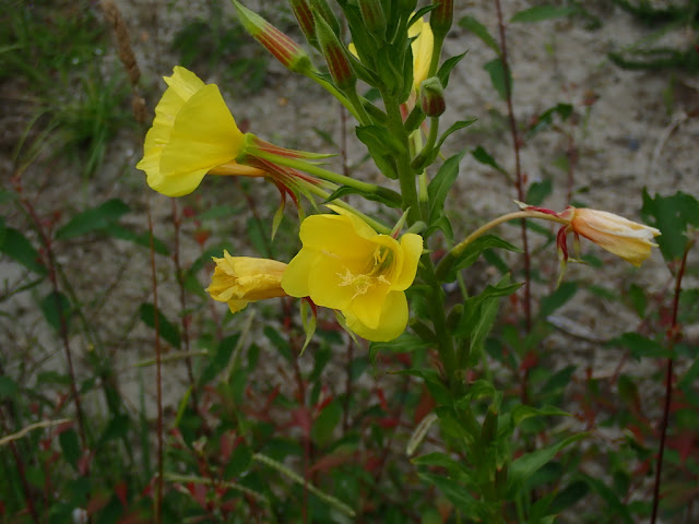 Oenothera biennis Oenothera biennis