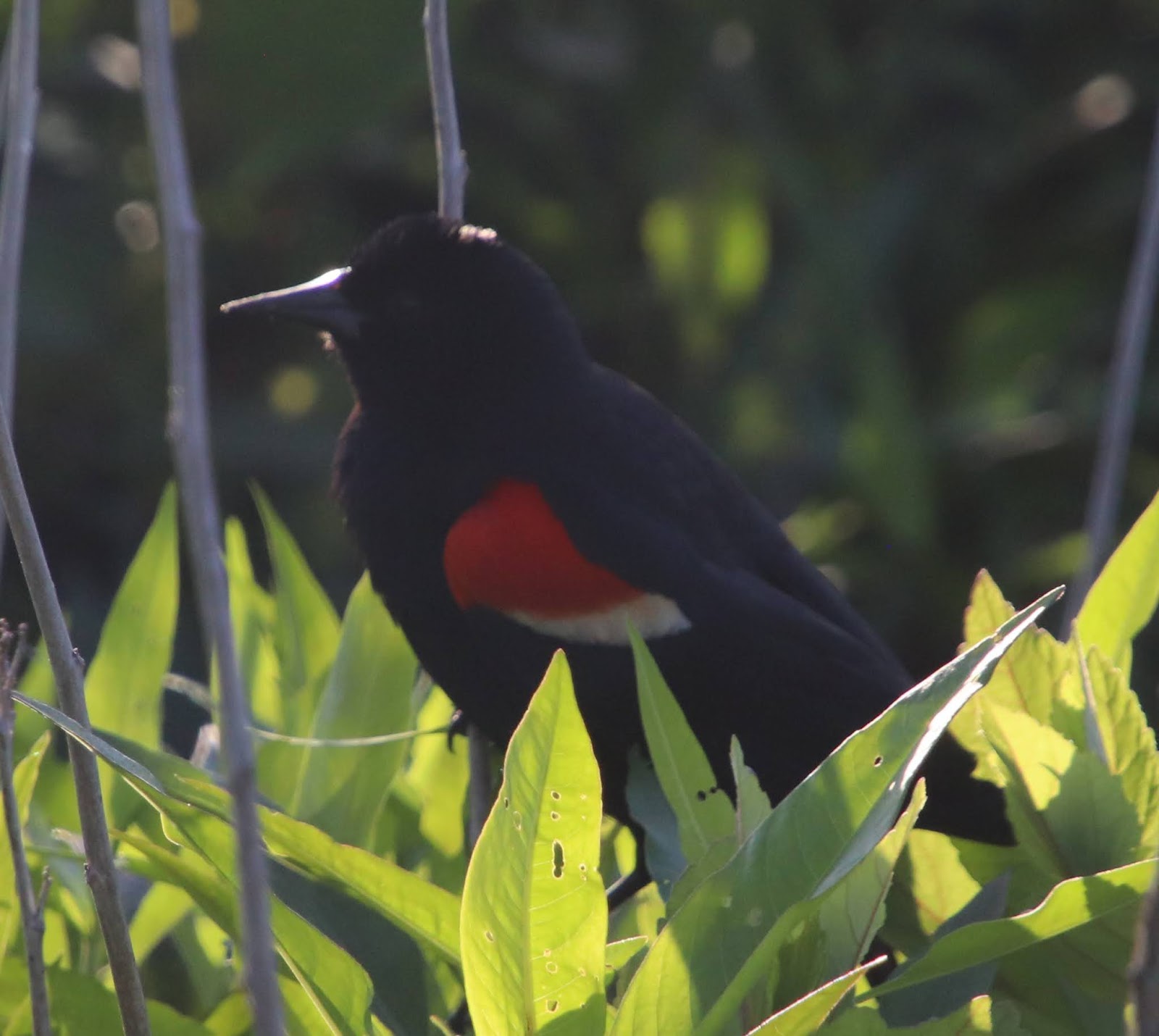 Royal Musings Do a Little Dance, Make a little love, get Down tonight.