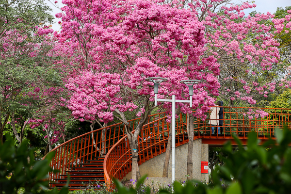 台中北屯三甲公園洋紅風鈴木盛開美翻天，搭配天空之橋超好拍