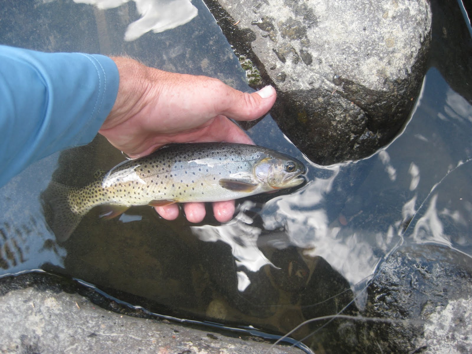 SOUTHWEST ANGLER: CACHE CREEK/HELLROARING CREEK--YNP