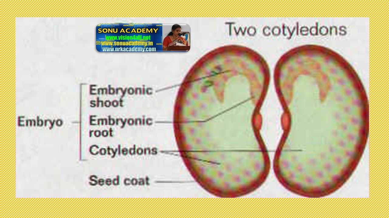 SONU ACADEMY Structure of seed