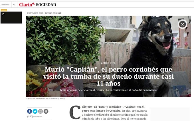 ARGENTINA: MORRE CÃO QUE ZELOU POR TÚMULO DO SEU DONO DURANTE 10 ANOS