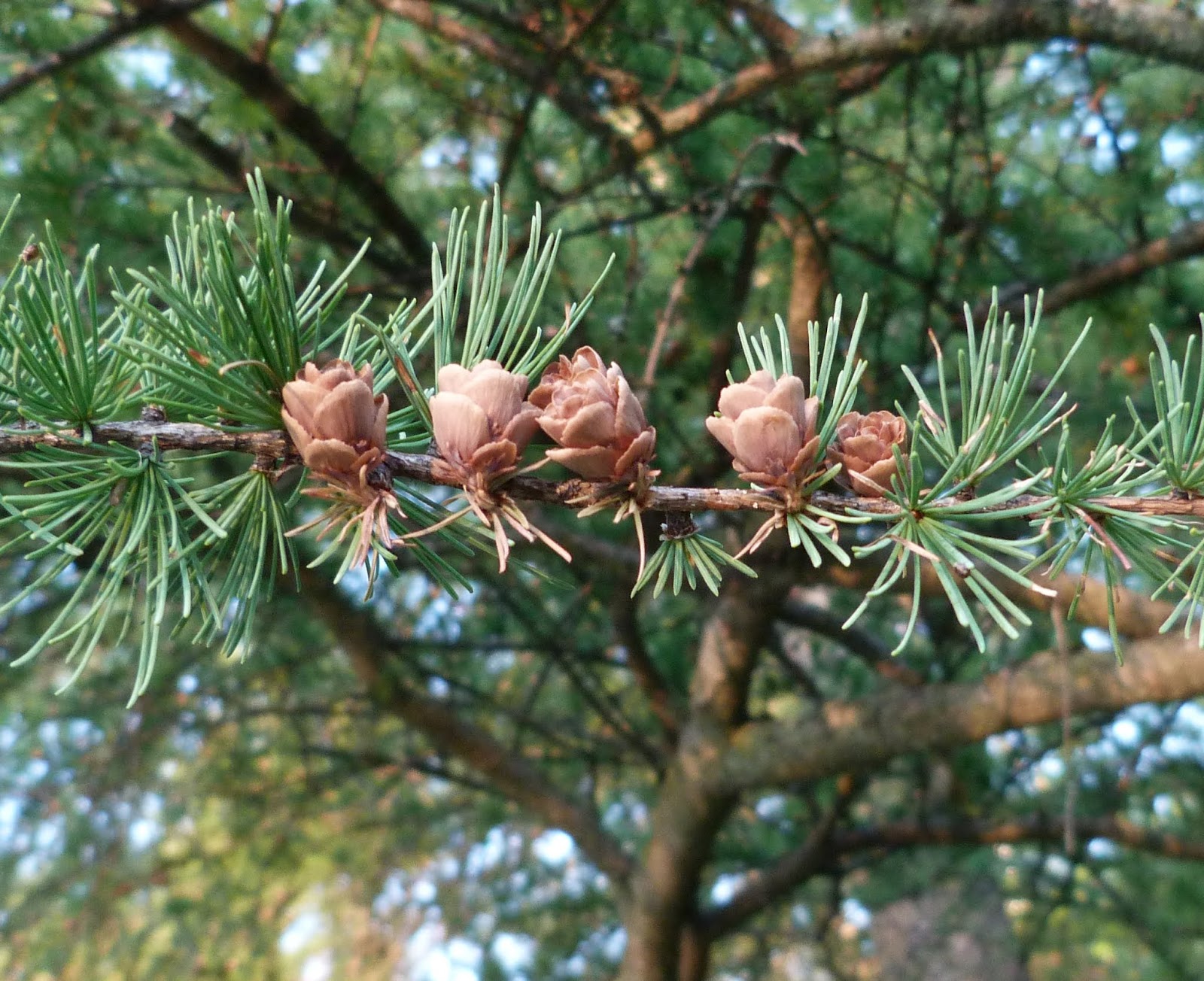 Replant.ca Environmental The Tamarack tree (Larix laricina)