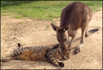 Amazing Cat GIF • Cat and Kangaroo can be best friends. Let me scratch your head kitty, I know you like it.