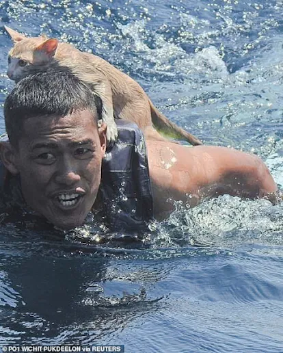 Dramatic pictures of navy sailor rescuing 4 cats from boat off Thai coast