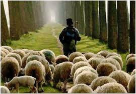 Virtudes de un pastor, pastor con sus ovejas en un camino