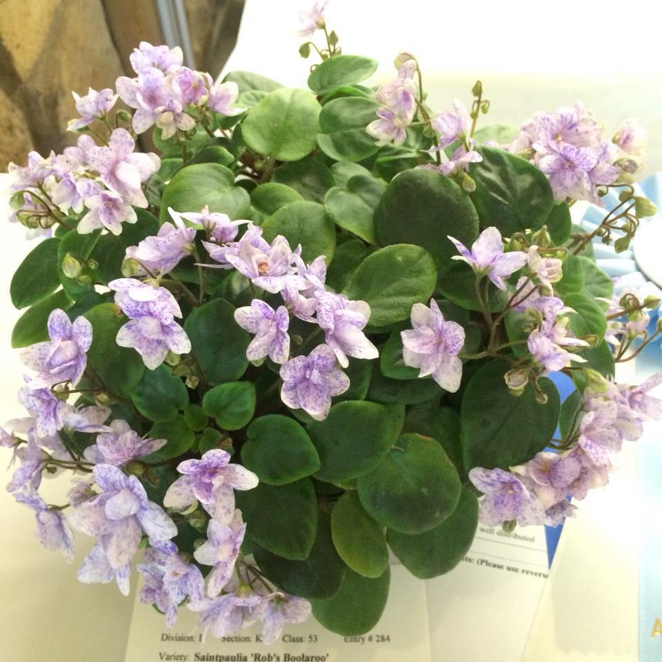 African violets on exhibit and for sale Saturday