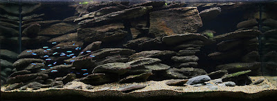 Ikan Hias Air Tawar Eksotis: Setting Aquarium Untuk Zebra ...