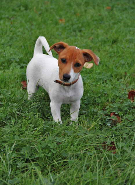 Anjing Toy Fox Terrier ada 2 kelompok berbeda berdasarkan mantel bulu