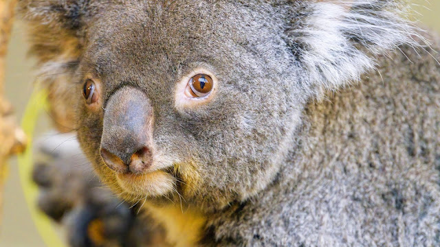Koala desktop wallpaper