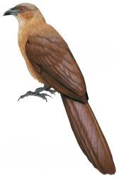 bay coucal