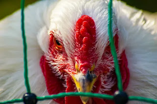 Bird Flu Total History