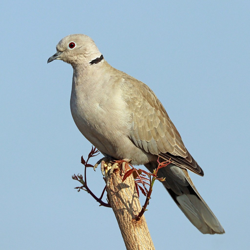 EURASIAN COLLARED DOVE