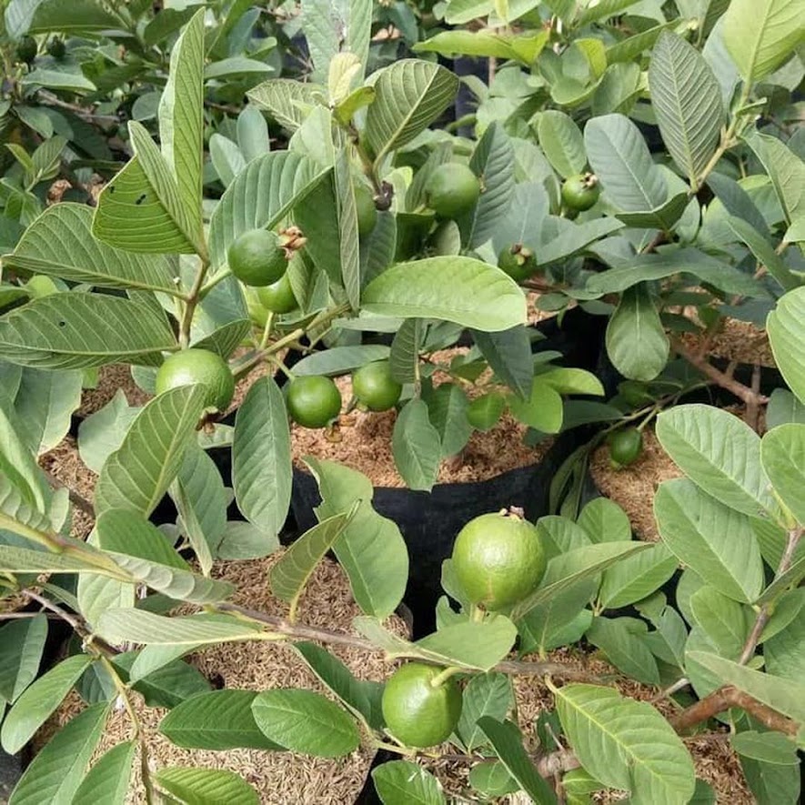Bibit Jambu Sukun Merah Berbuah Sumatra Utara
