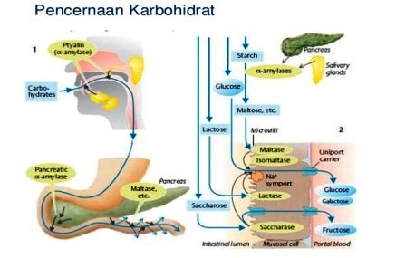 Skema Proses Pencernaan Karbohidrat dalam Tubuh Manusia.JPG