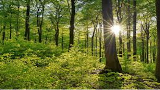 कहानी हरे भरे जंगल की | प्रेरक कहानी | हिंदी कहानियाँ