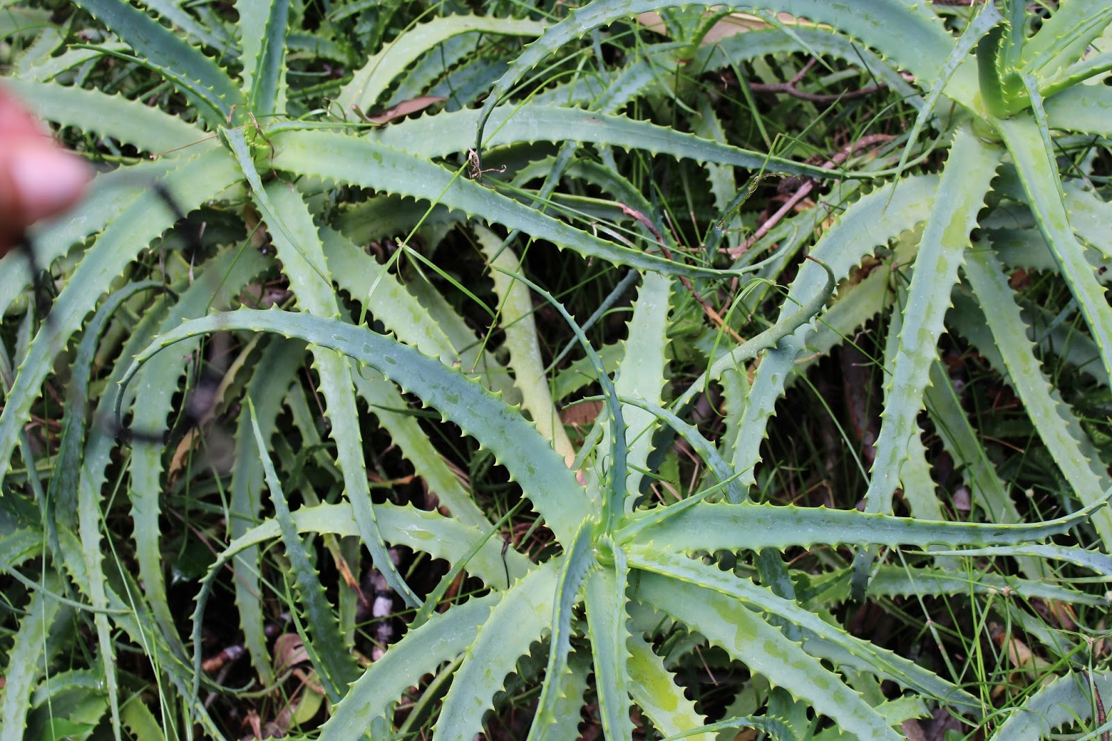 Selena's Biological Collection Modified Leaf of a Plant
