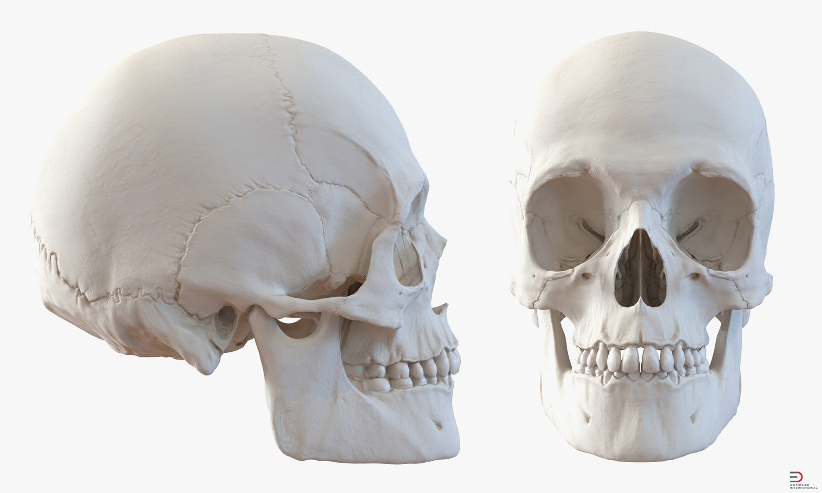 Череп задняя часть. Головной череп человека.