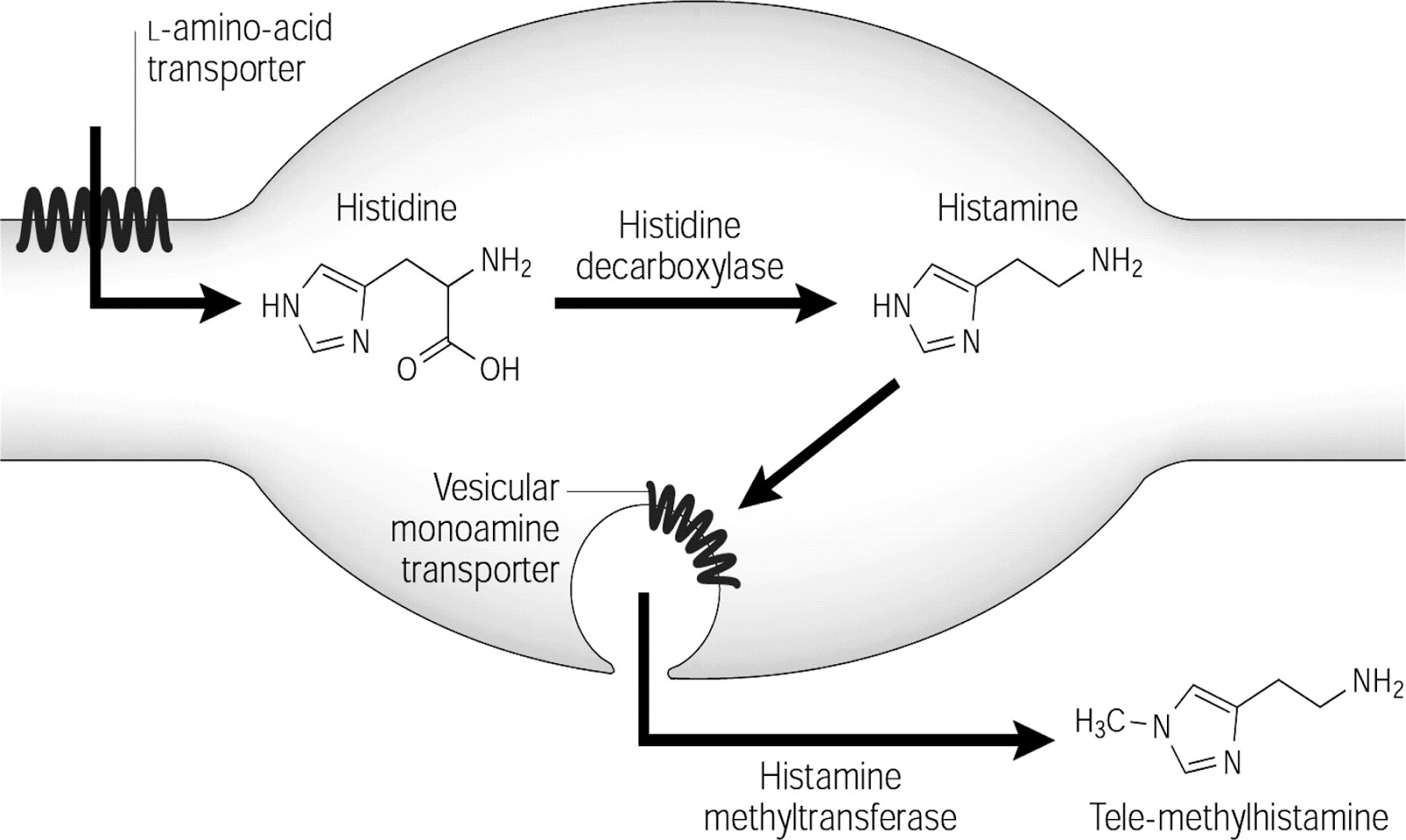 Histamina alimentos