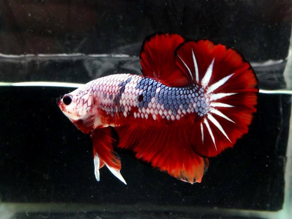 55 Jenis Ikan Cupang Lengkap Beserta Gambar Ikanesia.id jpg (1024x768)