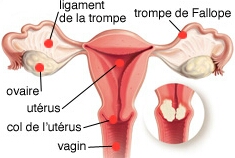 تعرفي على سرطان عنق الرحم