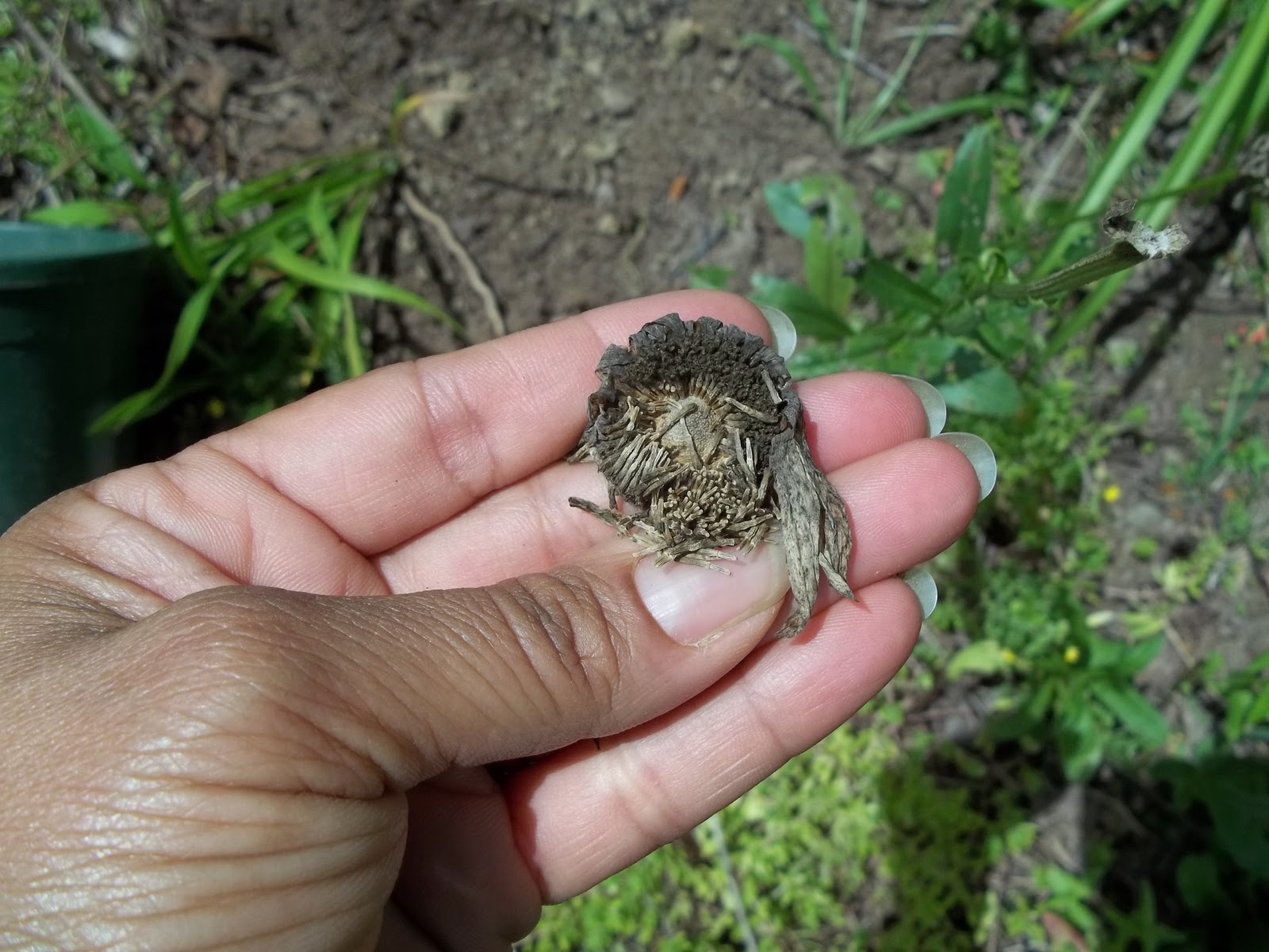 Glory's Garden How to collect daisy seeds