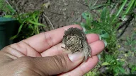 8 Safe How To Plant Daisy From Seeds Free