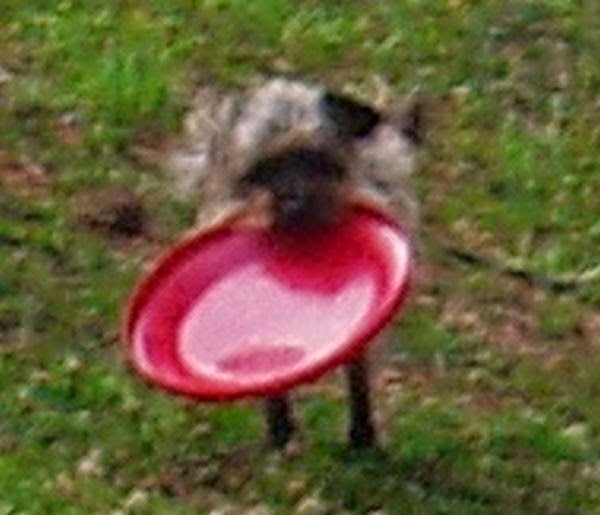 harley,frisbee, dog,rving dog, real dog, dog training