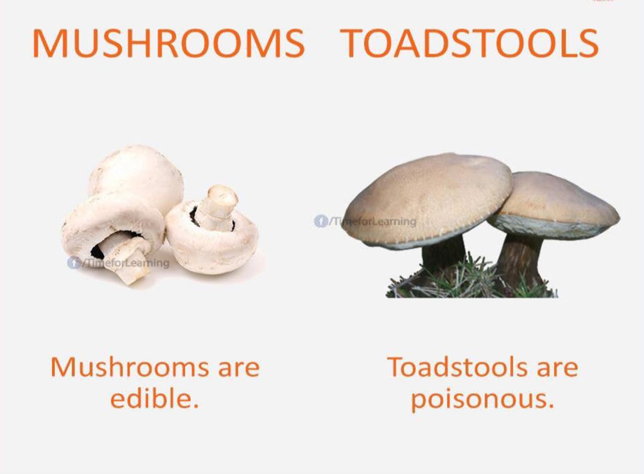 Грибы на англ. Mushroom перевод. Название грибов на английском языке с переводом. Mushroom перевод. Mushroom parts.