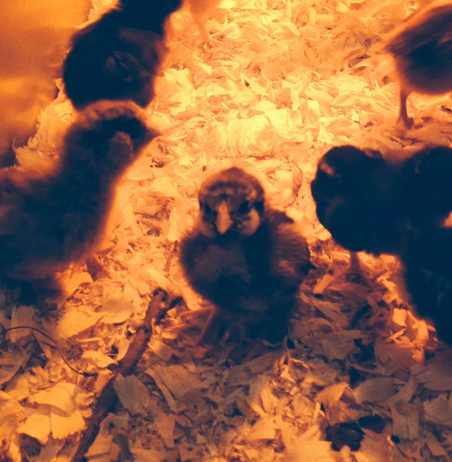 Little Country House Bedroom Full Of Chicks