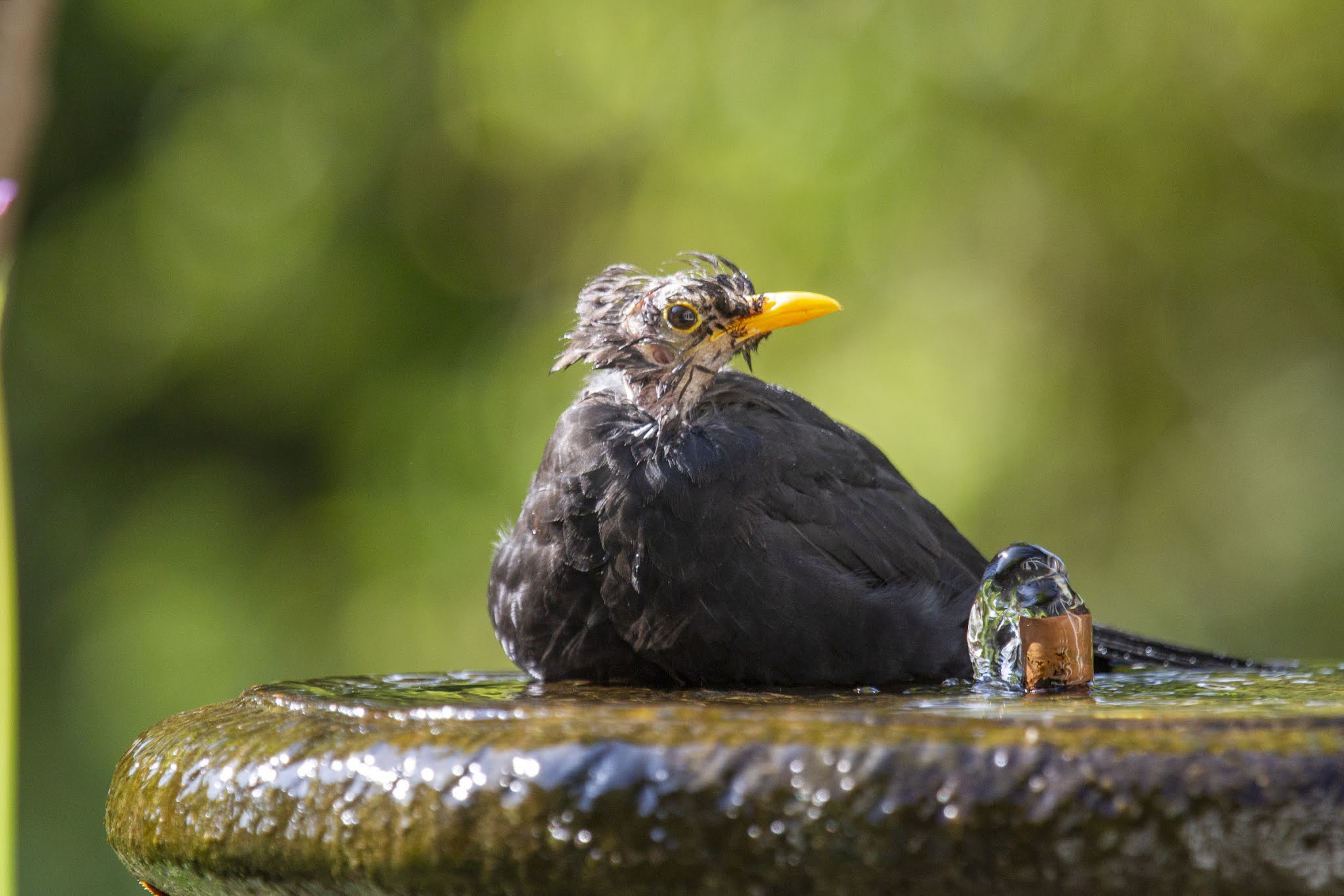 iwings Blackbird molting