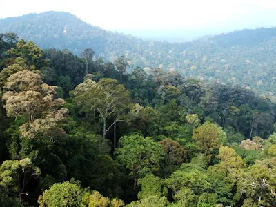 Bioma Hutan Hujan Tropis