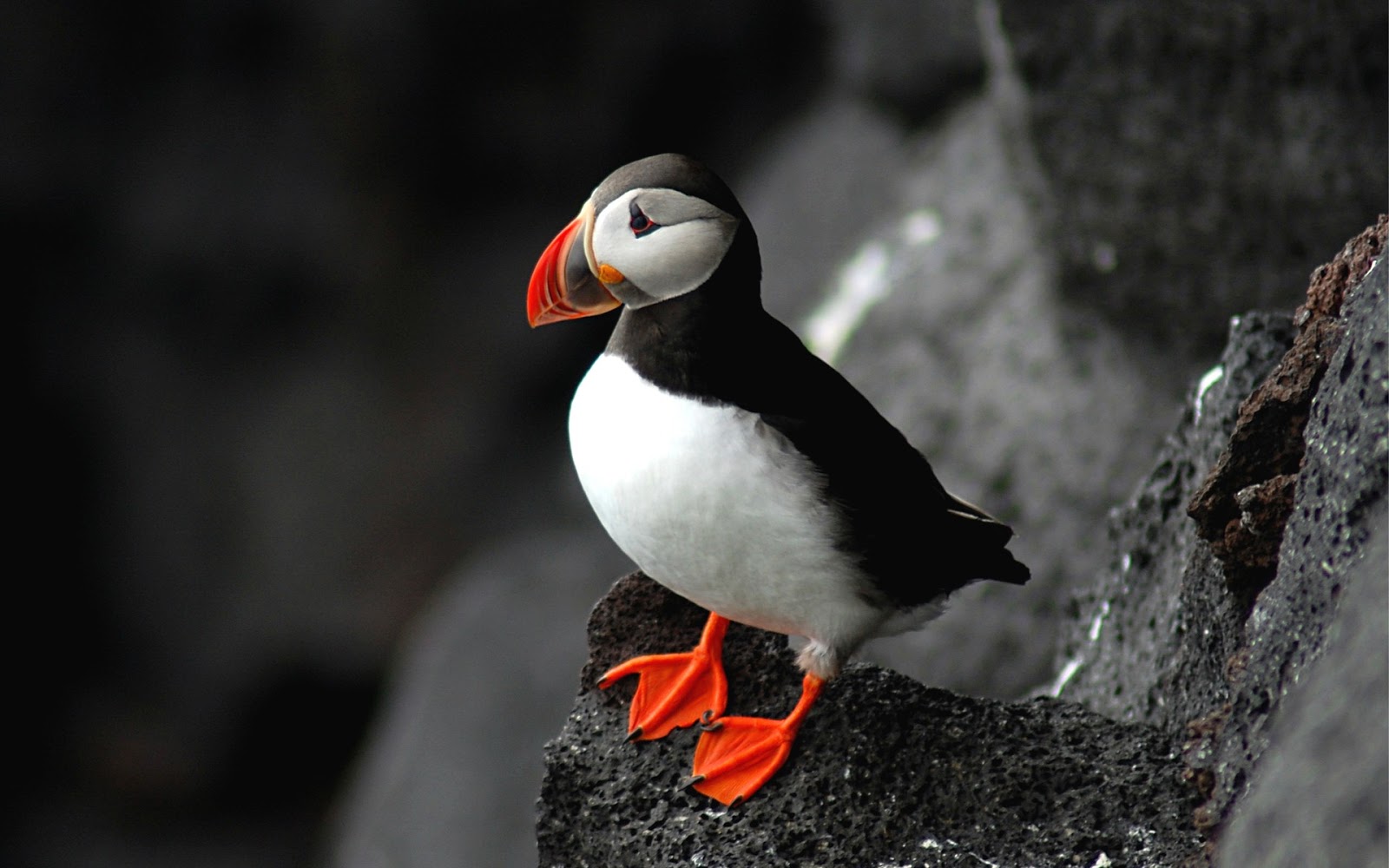 atlantic puffin atlantic puffin