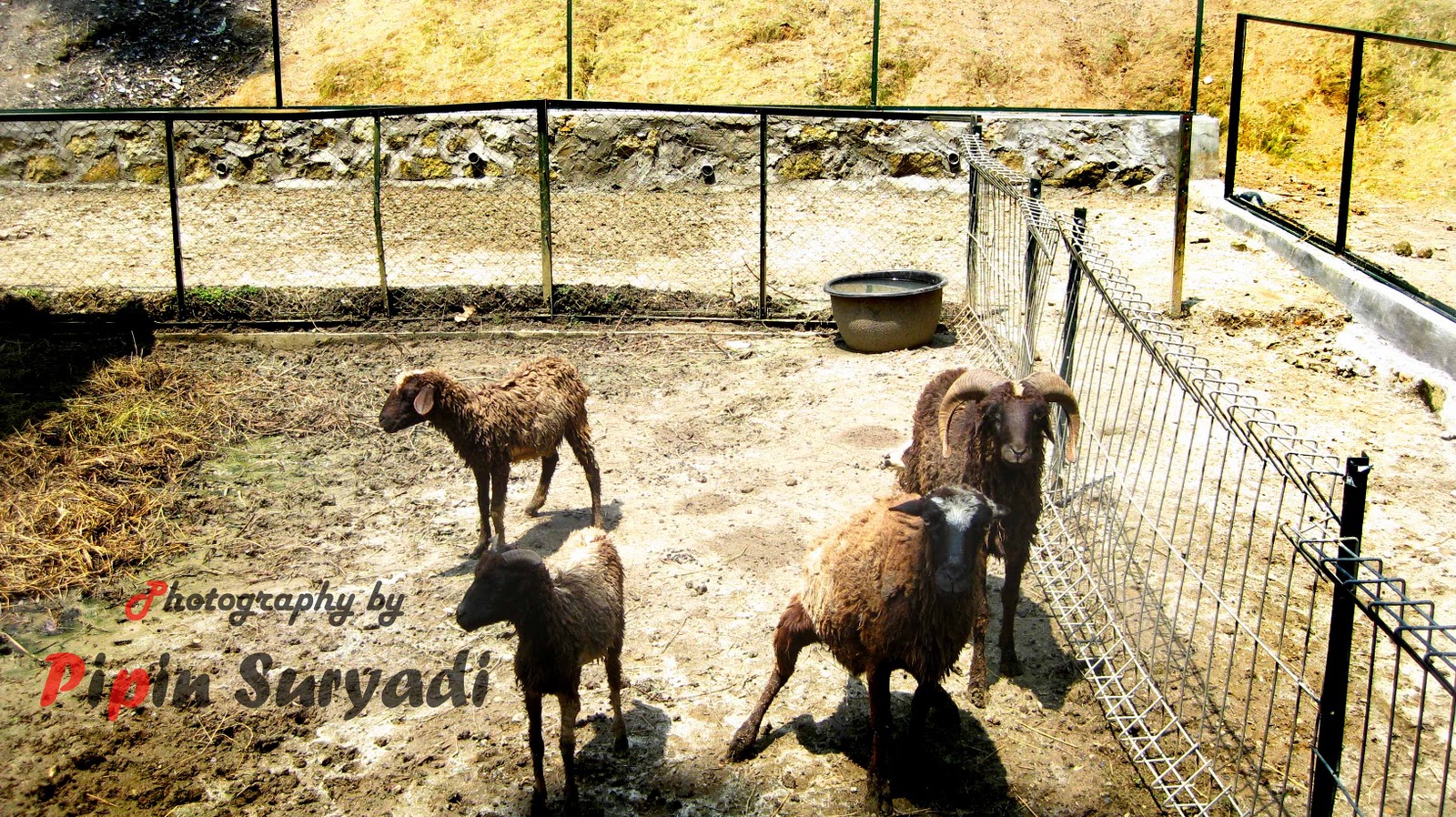 Pipin's Weblog: Pematang Siantar Zoo - More animals