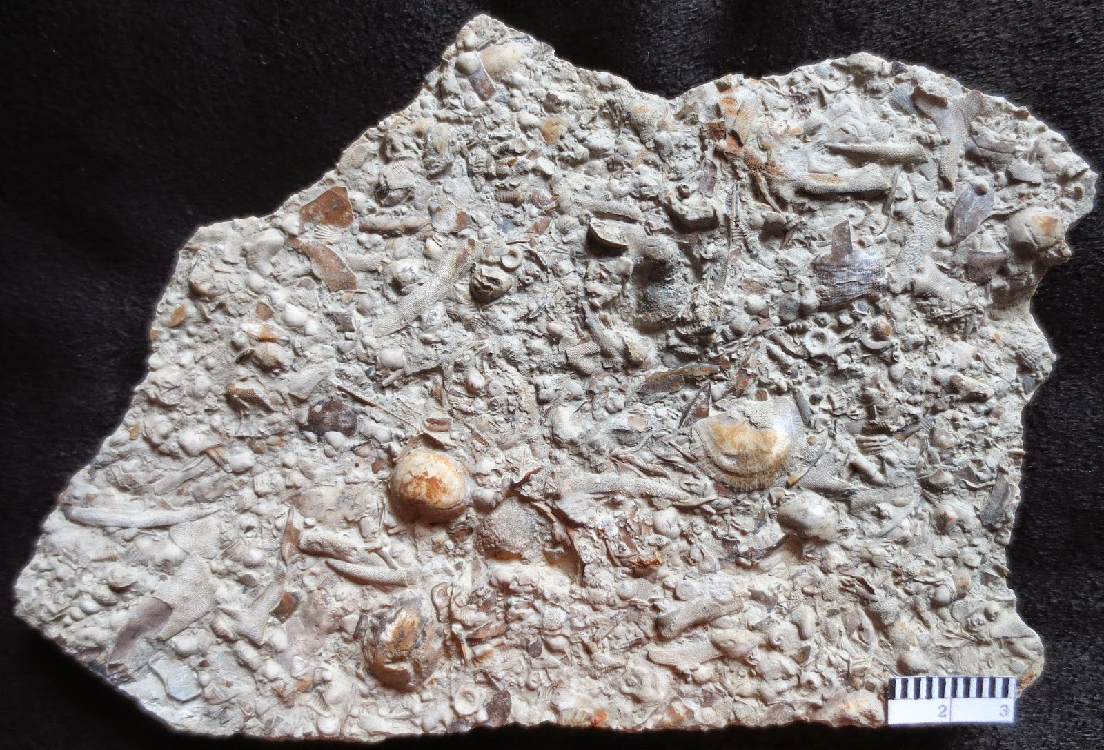 Equatorial Minnesota And the state fossil of Minnesota is...