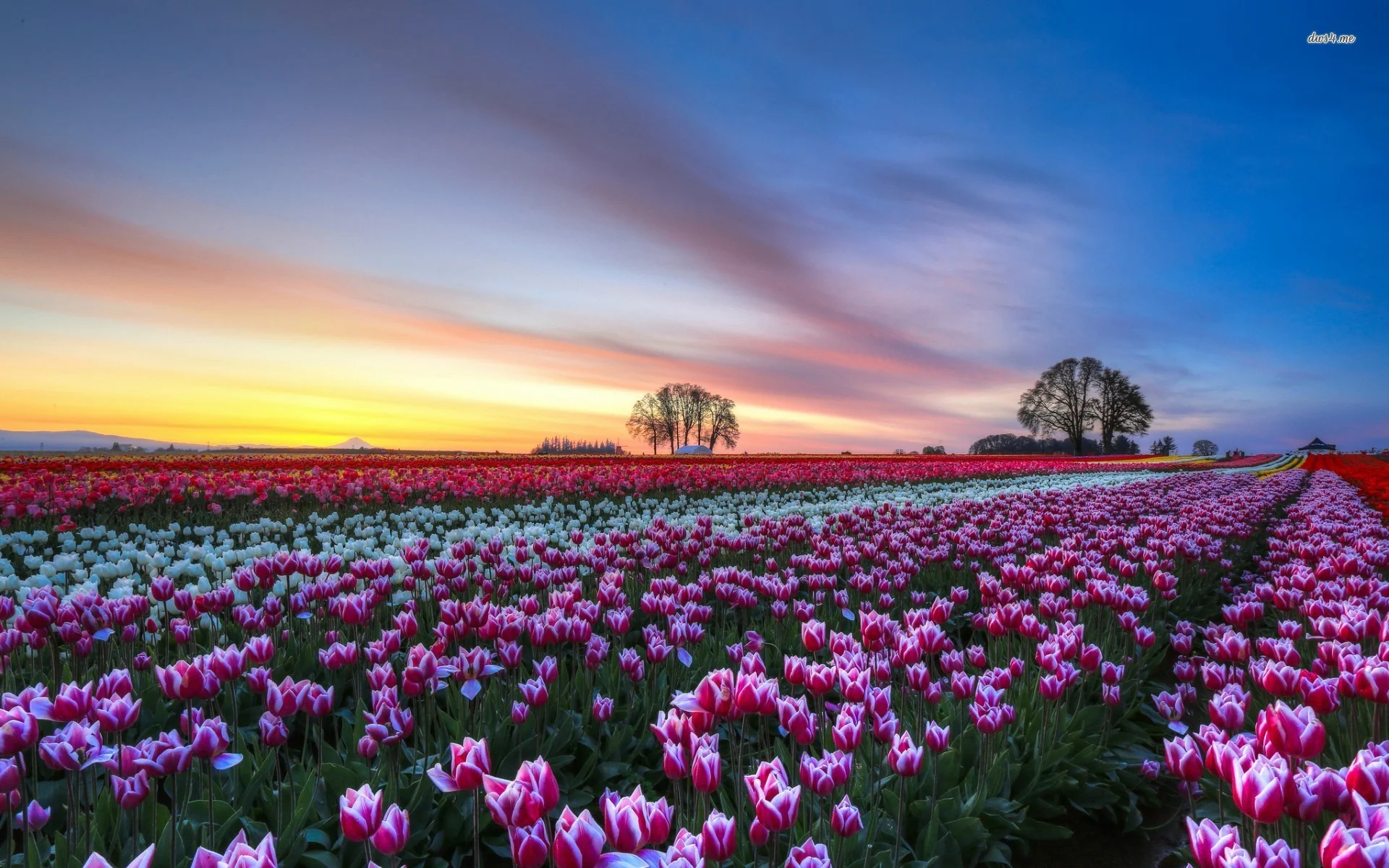 Gambar Bunga Tulip Wallpaper Di Kebun Indah