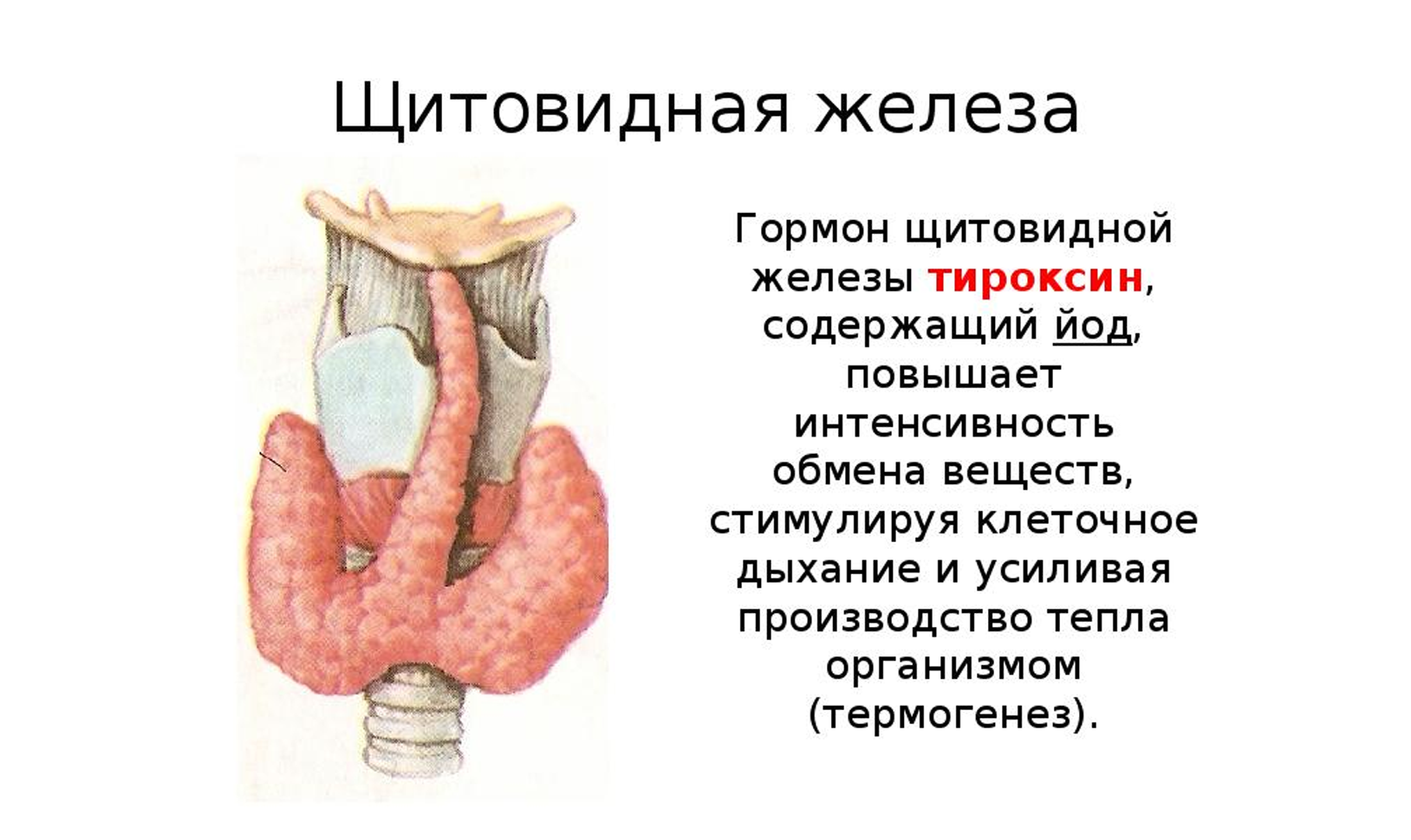 И прочего железа. Щитовидная железа гормоны щитовидной железы. Щитовидная железа гормоны и функции. Щитовидная железа продуцирует гормон. Тиреоидные гормоны щитовидной железы функции.