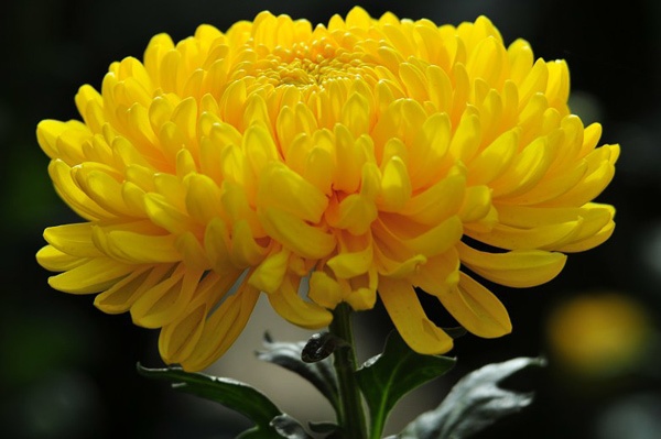 6 safe and effective home remedies for purulent gingivitis An effective home remedy for purulent gingivitis from chamomile