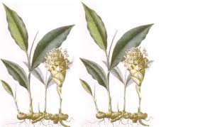 Manfaat Dan Khasiat Kunyit Bagi Kesehatan Pola Hidup Sehat