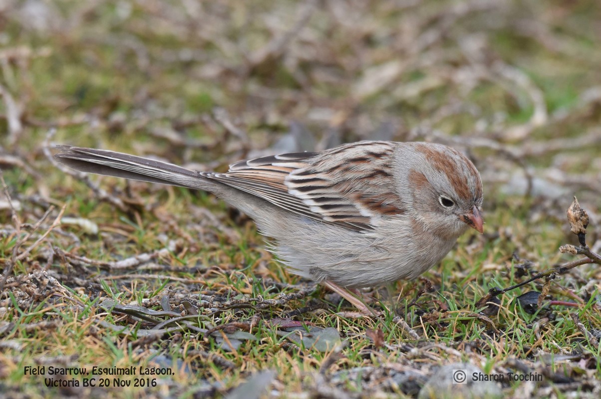 BC Rare Bird Alert RBA FIELD SPARROW in Colwood November 2021st