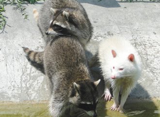 raccoon albino california northern found angora guild