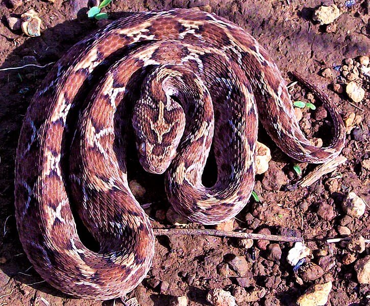 Most venomous snakes in the world