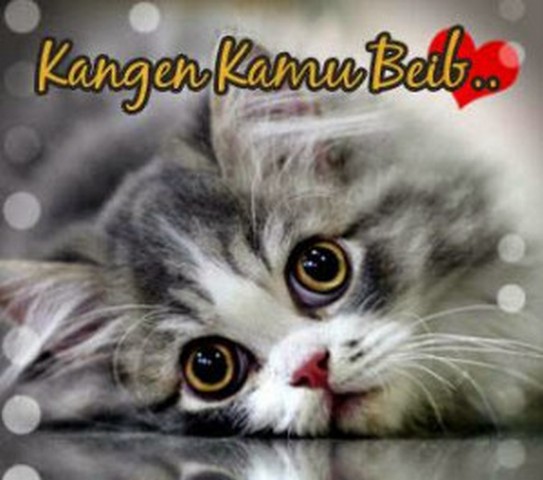 Gambar Kucing Lucu Dengan Kata Kata - Gambar Kehidupan