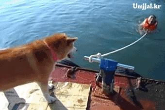 umjjal_kr_448.gif
