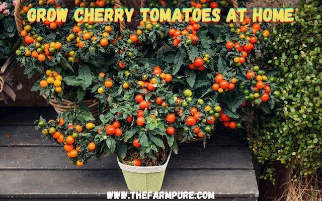 Grow Cherry Tomatoes at Home Grow Cherry Tomatoes at Home